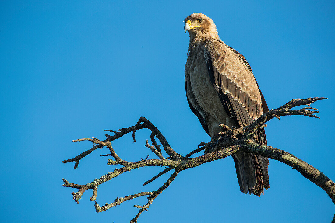 Eagle Sitting In A Tree, Serengeti; Tanzania
