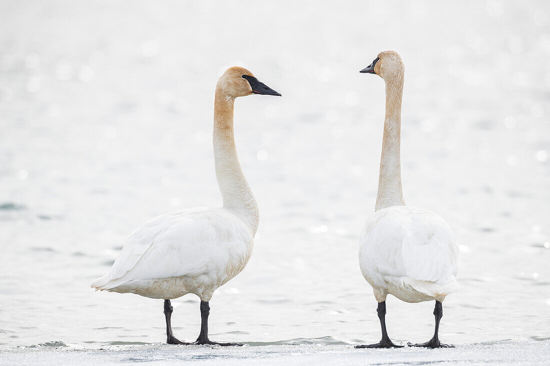 Swans (Cygnus) Taking A Break On Their Annual Migration North; Tagish, Yukon, Canada