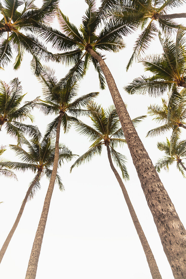 A group of coconut palm trees from a low angle view; Honolulu, Oahu, Hawaii, United States of America