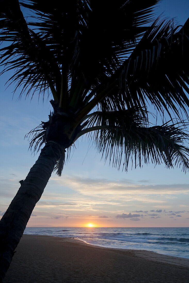 A coconut palm tree silhouette on the beach at sunrise; Honolulu, Oahu, Hawaii, United States of America