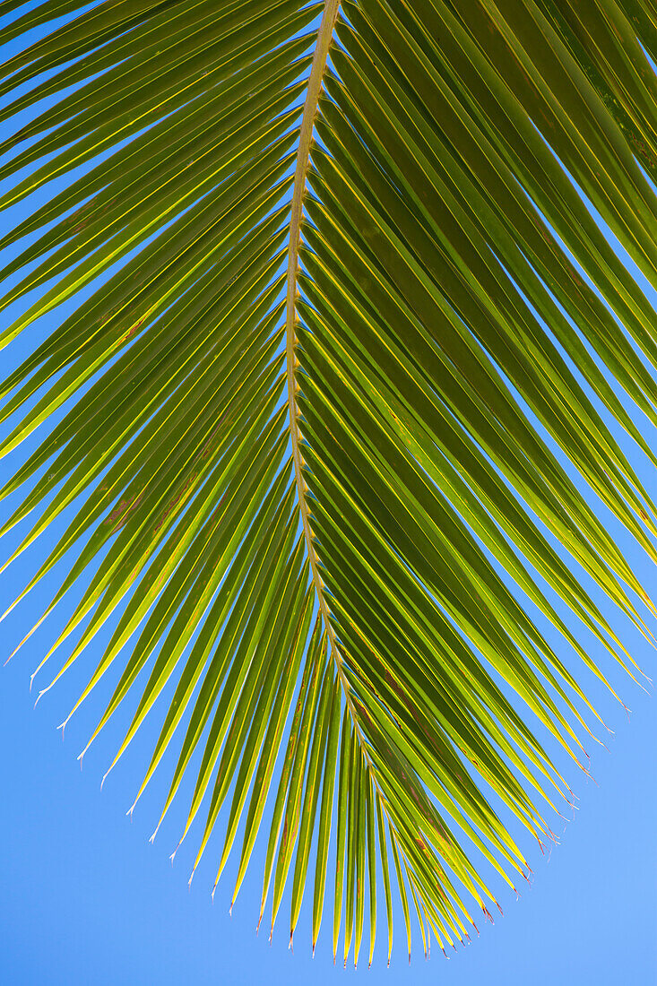 Close-up of a green coconut tree palm frond against a clear blue sky; Honolulu, Oahu, Hawaii, United States of America