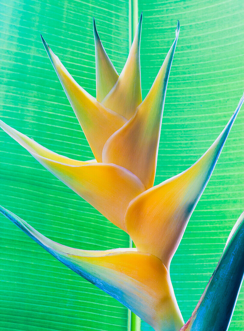 Close-up of a beautiful yellow Heliconia flower against a green leaf; Honolulu, Oahu, Hawaii, United States of America