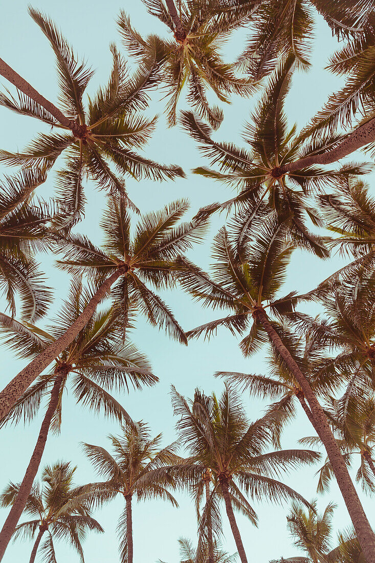 A group of coconut palm trees from a low angle view; Honolulu, Oahu, Hawaii, United States of America