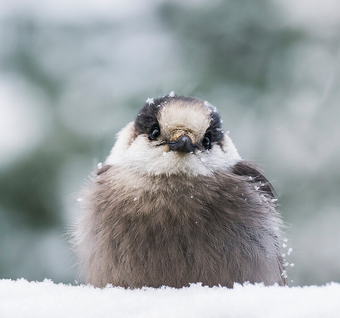 Extreme close-up of a Grey Jay (Perisoreus canadensis) sitting in the snow and covered with snowflakes in winter; Ontario, Canada