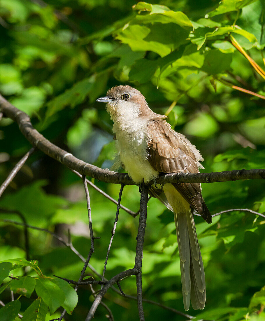 Black-billed Cuckoo (Coccyzus erythropthalmus) perched on a tree branch; Redbridge, Ontario, Canada