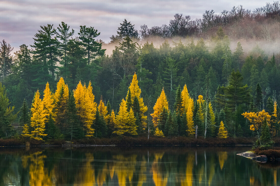 Golden Tamaracks along the shoreline of a lake with fog over the forest in autumn; Ontario, Canada