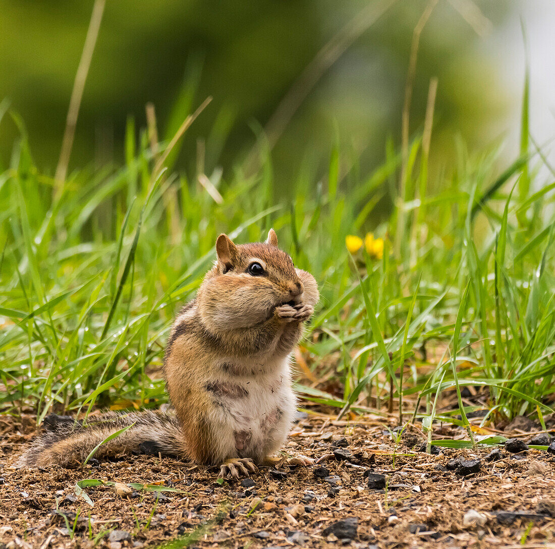 Chipmunk feeding on the ground; Ontario, Canada