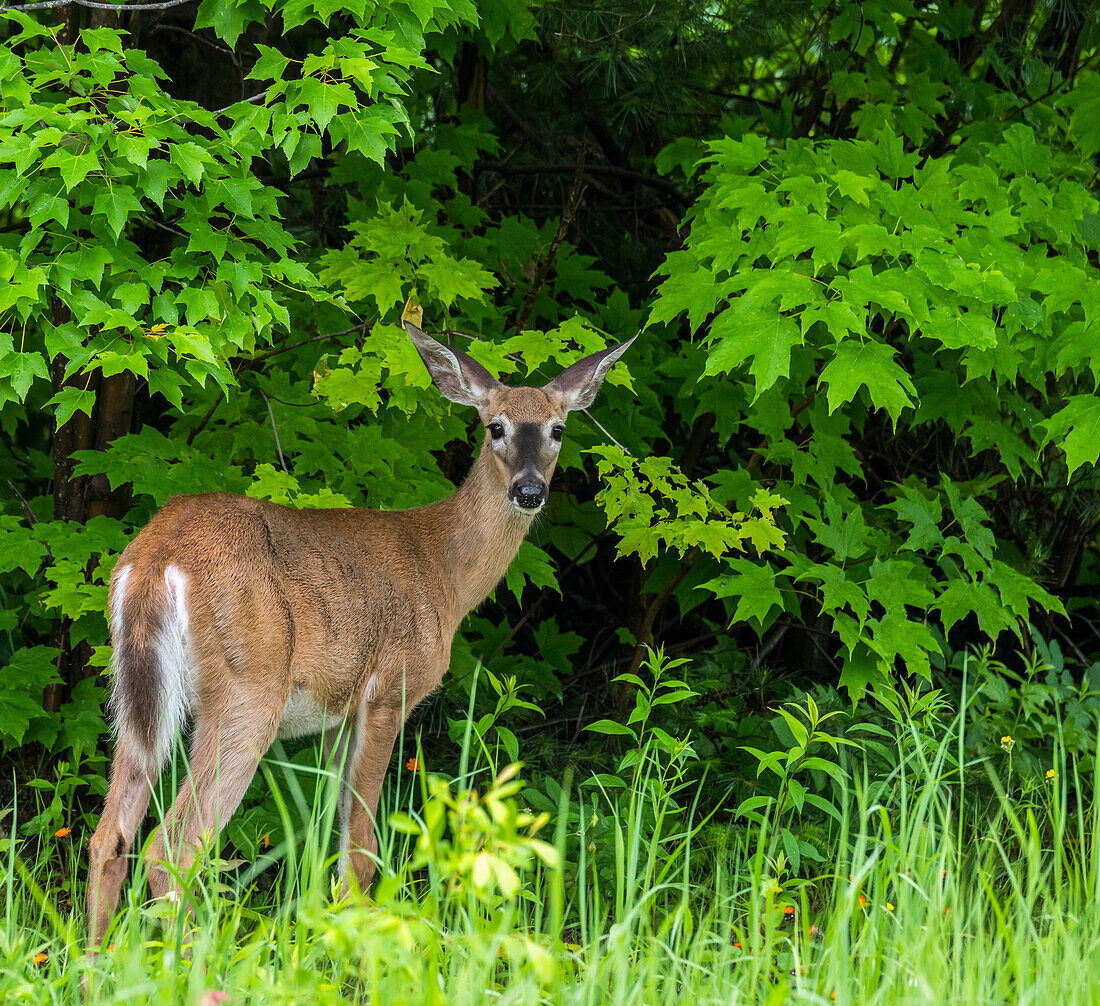 A doe (cervidae) standing in the tall grass at the edge of a forest looking back over it's shoulder; Redbridge, Ontario, Canada