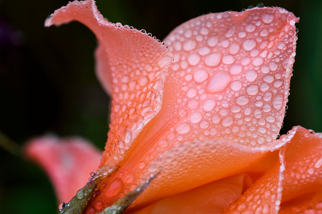Nebel legt sich auf eine Gladiolenblüte; Astoria, Oregon, Vereinigte Staaten von Amerika
