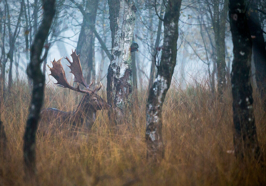 Kaltenhofer Moor (Hochmoor, Naturschutzgebiet), Dänischer Wohld, Rendsburg-Eckernförde, Schleswig-Holstein, Deutschland