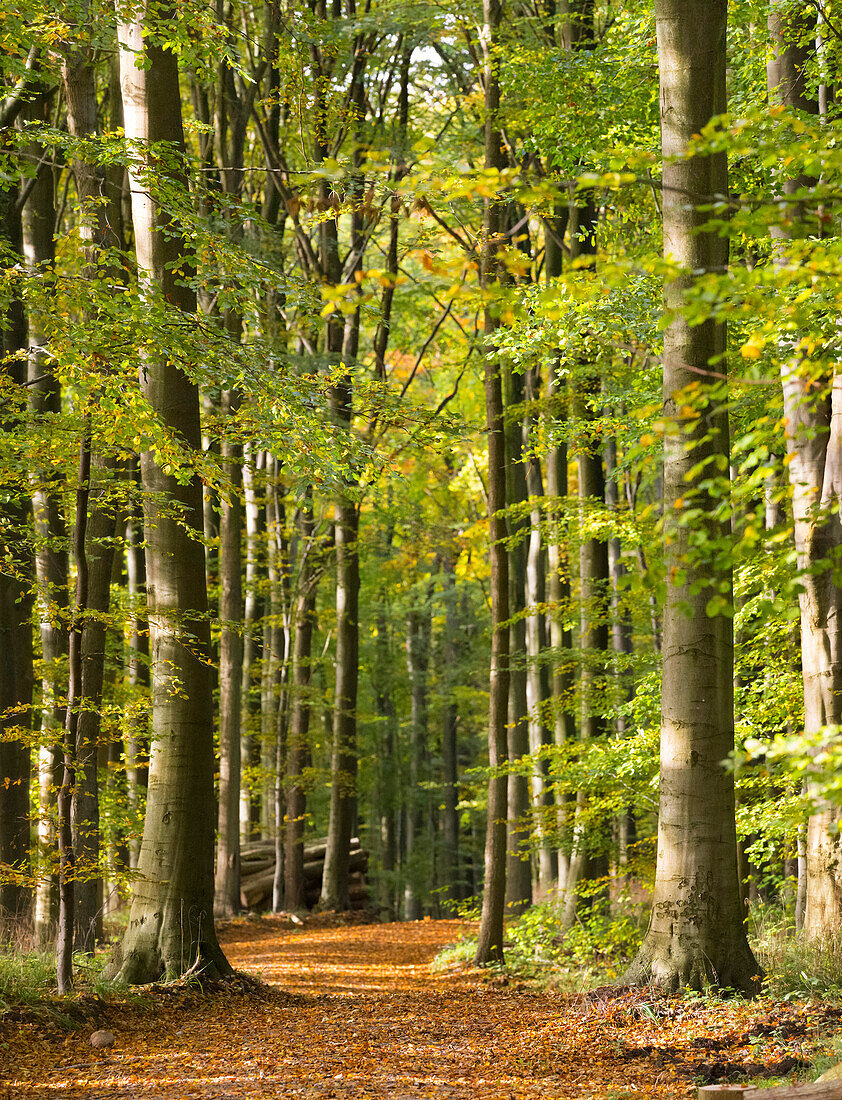 Naturpark Westensee, Rendsburg-Eckernförde, Schleswig-Holstein, northern germany, germany