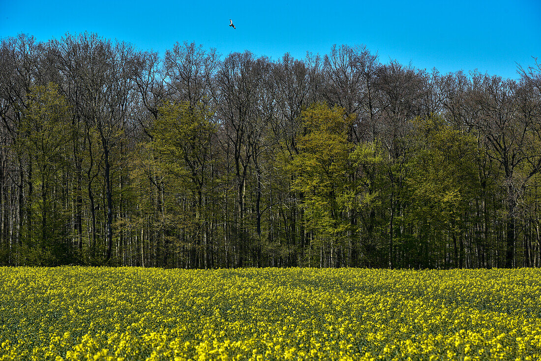 Rapsfeld vor Frühlings Wald, Kellenhusen, Schleswig Holstein, Deutschland