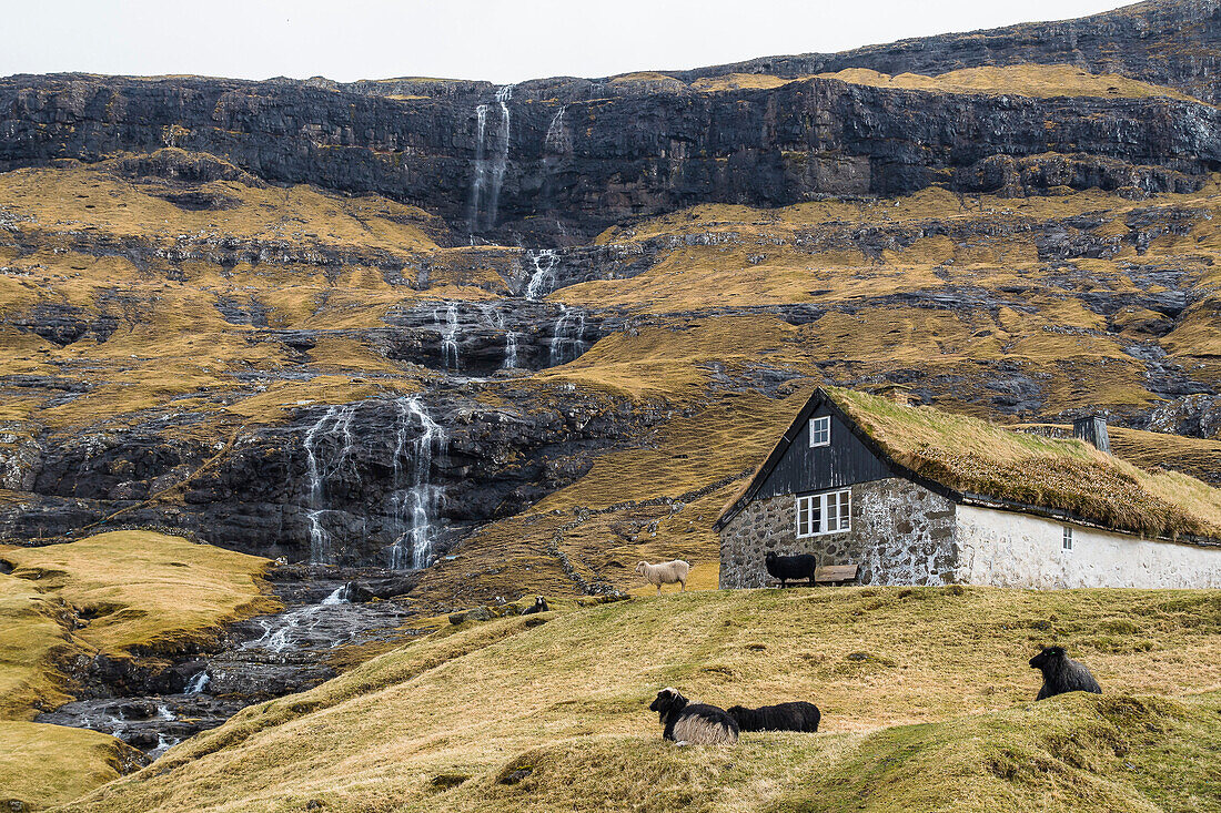 Schafe vor einem traditionellen Reetdach Haus am Wasserfall in Saksun, Streymoy, Färöer Inseln, Dänemark