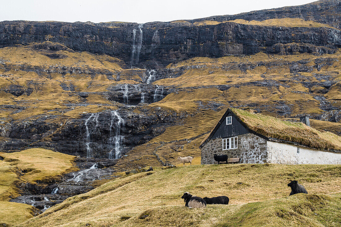 sheep in front of a traditionel thatched roof house at the waterfall in Saksun, Streymoy, Faroe Islands, Denmark