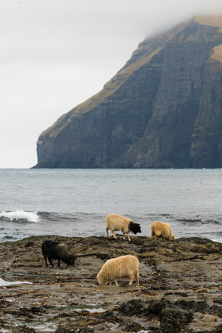 Schafe auf den Felsen auf Streymoy, Färöer Inseln, Dänemark
