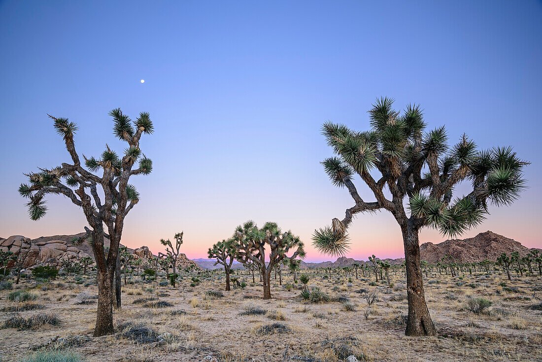 Joshua trees at dawn, Joshua Tree National Park, California, USA