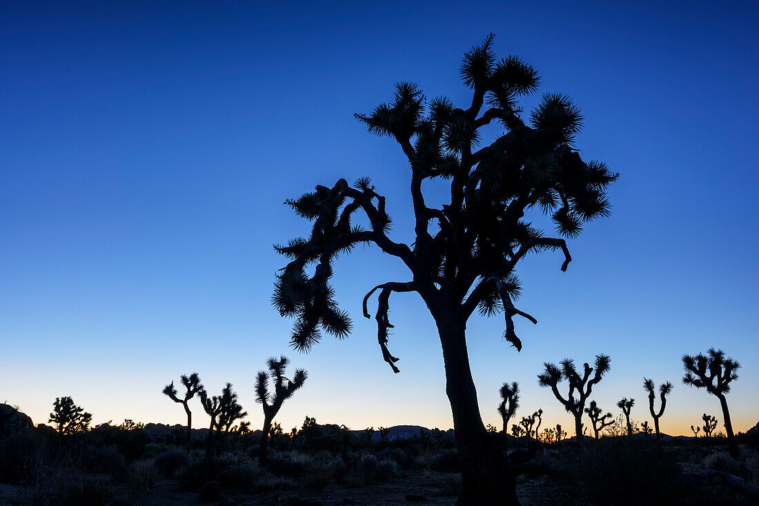 Joshua-Baum steht als Silhouette gegen Nachthimmel, Joshua Tree Nationalpark, Kalifornien, USA