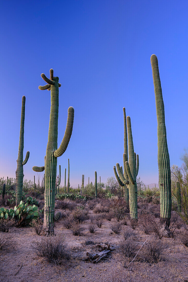 Säulenkakteen bei Dämmerung, Saguaro Nationalpark, Arizona, USA