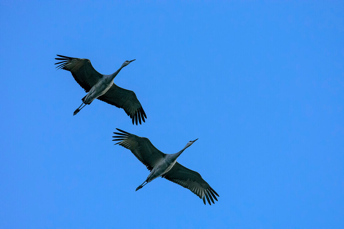 Two cranes flight, Bosque del Apache National Wildlife Refuge, New Mexico, USA