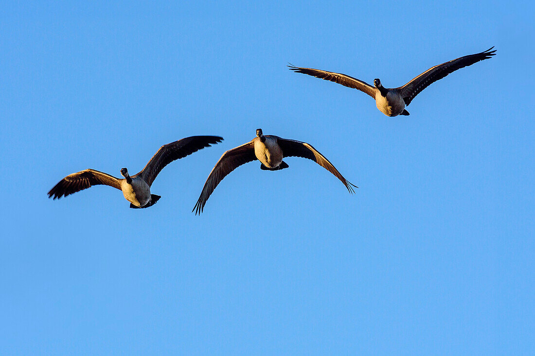 Three snow geese in flight, Bosque del Apache National Wildlife Refuge, New Mexico, USA