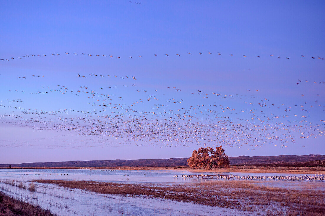 Schneegänse fliegen zu See, Bosque del Apache National Wildlife Refuge, New Mexico, USA