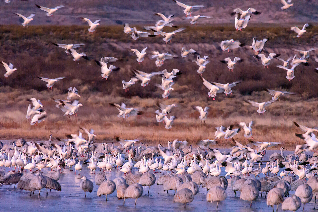 Schneegänse fliegen zu See, Bosque del Apache National Wildlife Refuge, New Mexico, USA