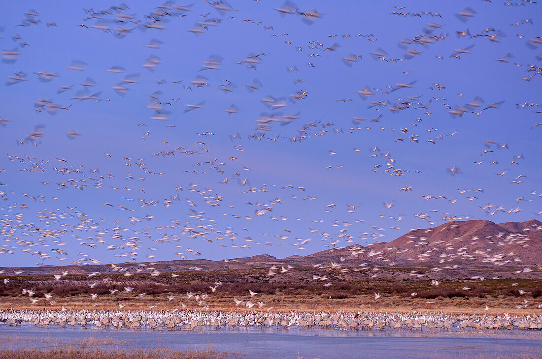 Schneegänse fliegen zu See, Bosque del Apache National Wildlife Refuge, New Mexico, USA