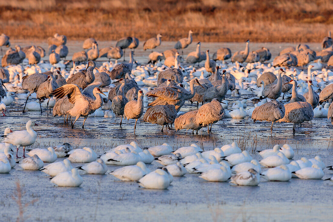 Schneegänse und Kraniche stehen in See, Bosque del Apache National Wildlife Refuge, New Mexico, USA