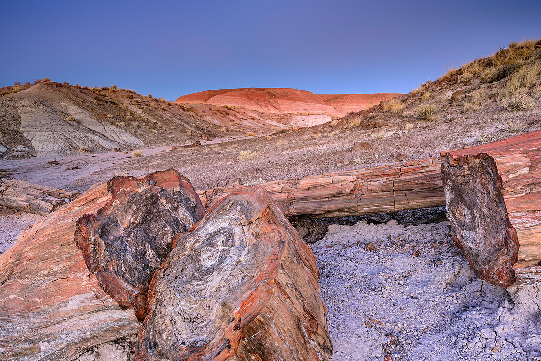 Tree trunk of petrified wood, Petrified Forest National Park, Arizona, USA