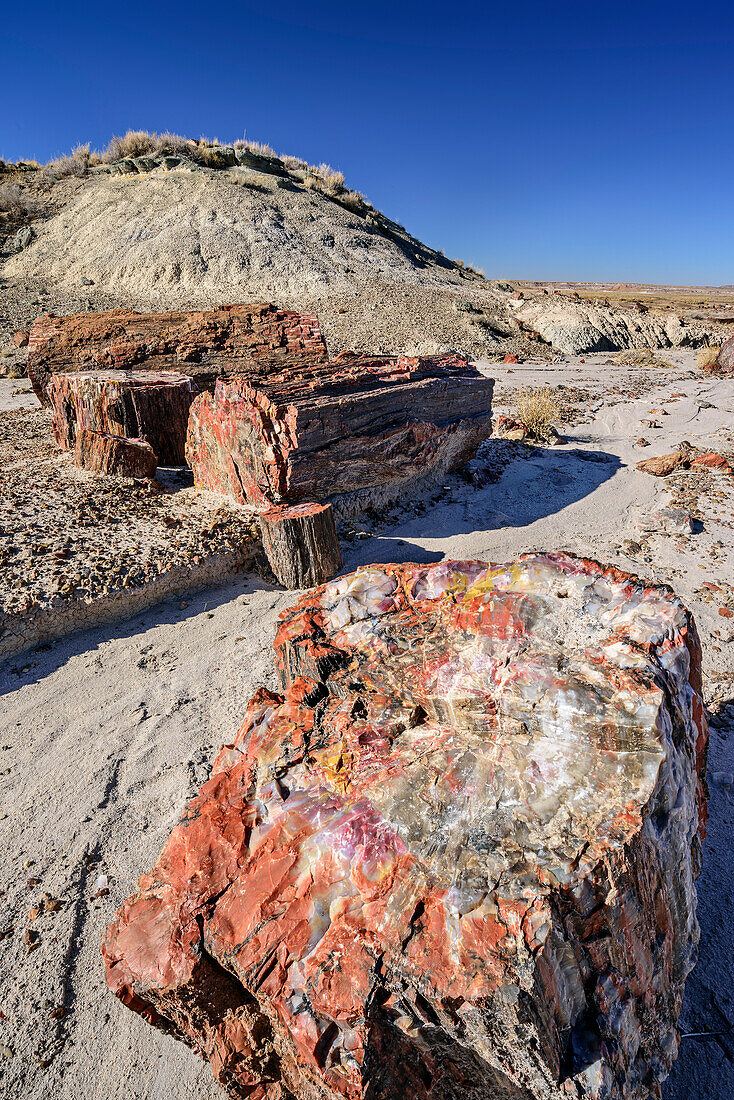 Bunter Baumstamm aus versteinertem Holz, Petrified Forest Nationalpark, Arizona, USA