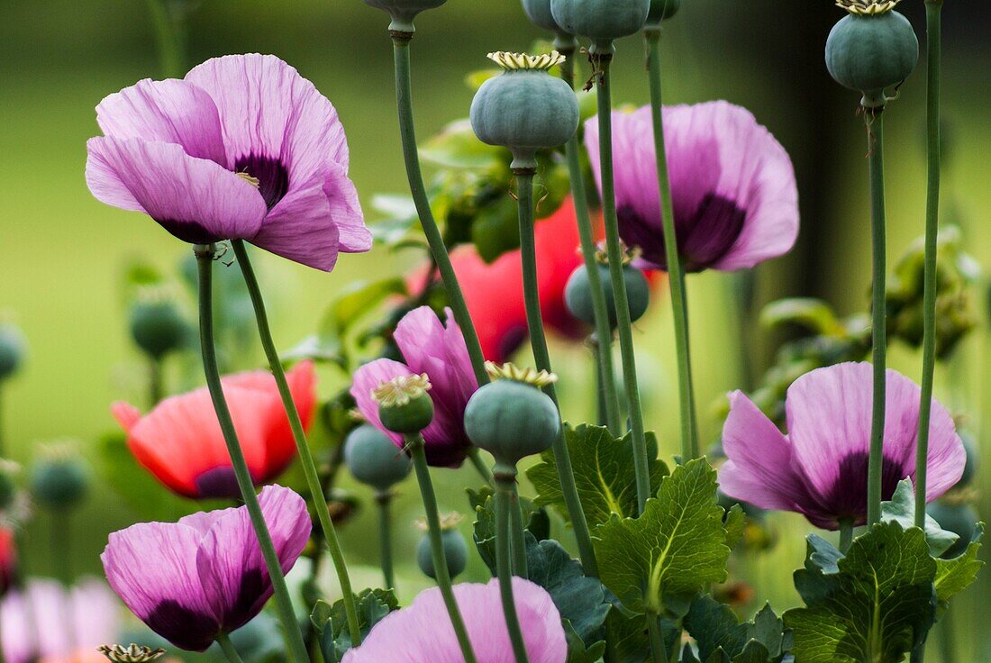 Poppy enchantment in an English garden. Lilac and red poppies with dark patches.