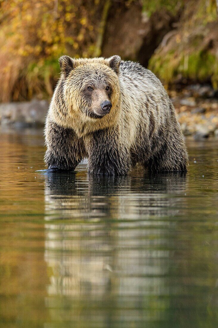 Grizzly bear (Ursus arctos)- Attracted to a sockeye salmon run in the Chilko River, Chilcotin Wilderness, Ontario, Canada.