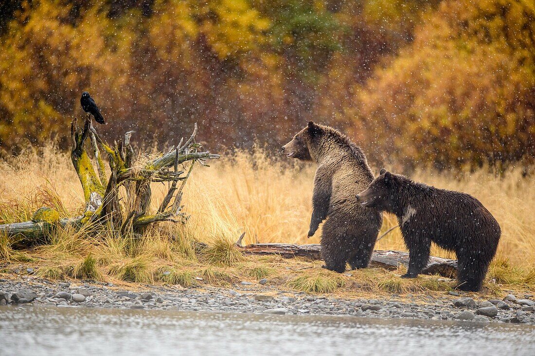 Grizzly bear (Ursus arctos)- Siblings warily observing potential danger near the Chilko River, Chilcotin Wilderness, BC Interior, Canada.