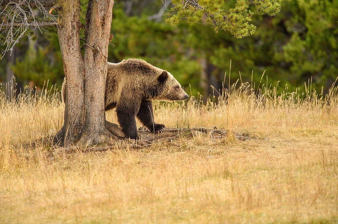 Grizzly bear (Ursus arctos)- Scratching and rubbing sides on a tree trunk, Chilcotin Wilderness, BC Interior, Canada.