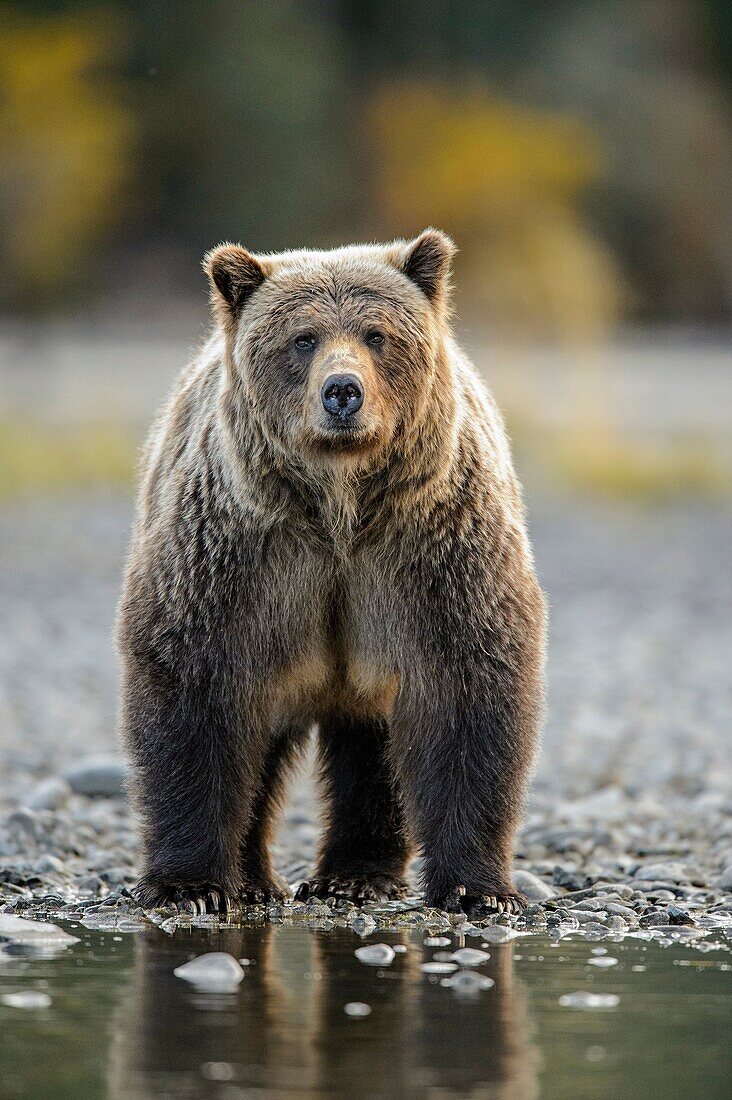 Grizzly bear (Ursus arctos)- Walking river shoreline in search of sockeye salmon, Chilcotin Wilderness, BC Interior, Canada.