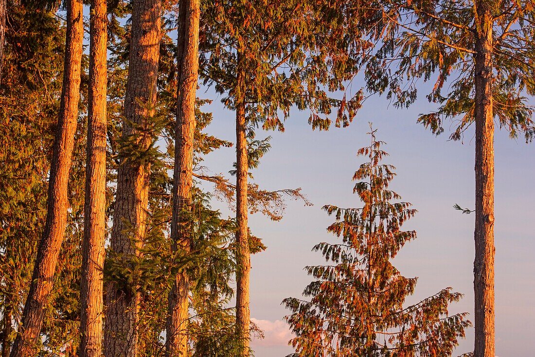 Fir trees overlooking the Nanaimo River Estuary, Living Forest Campground, Nanaimo, British Columbia, Canada.