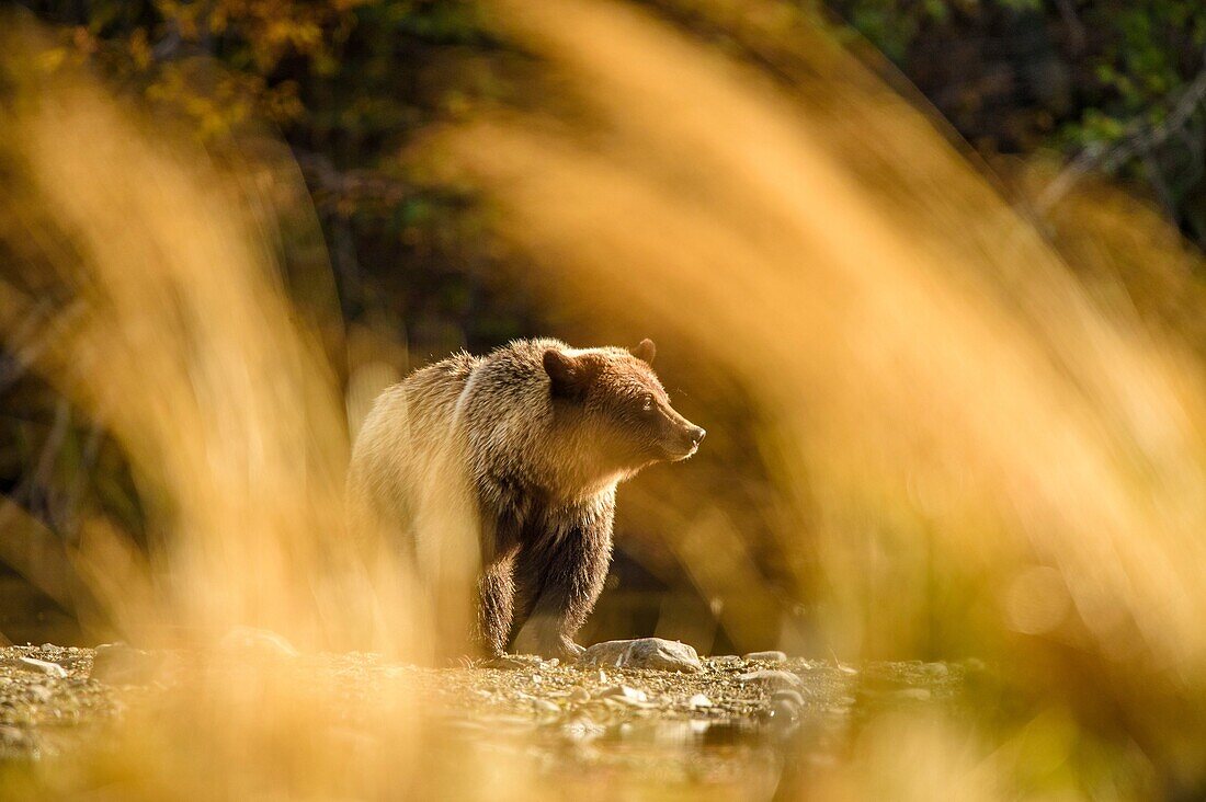 Grizzly bear (Ursus arctos)- Attracted to a sockeye salmon run in the Chilko River, Chilcotin Wilderness, BC Interior, Canada.