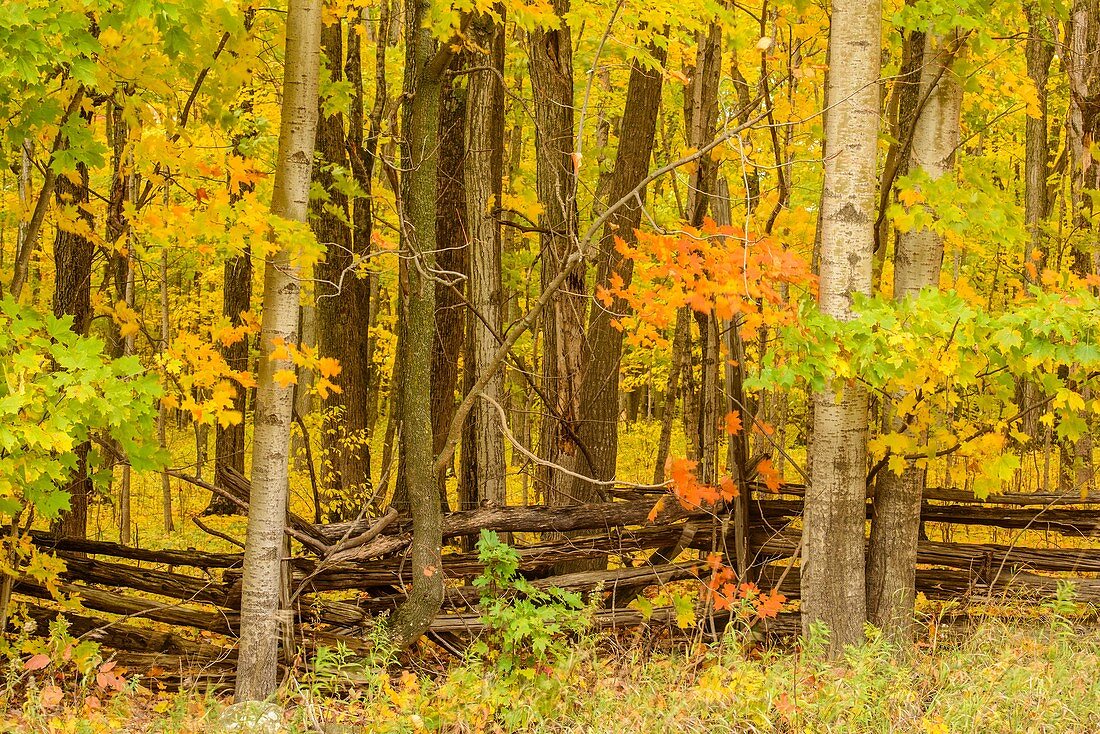Autumn woodland and cedar split-rail fence, Perivale, Manitoulin Island, Ontario, Canada.