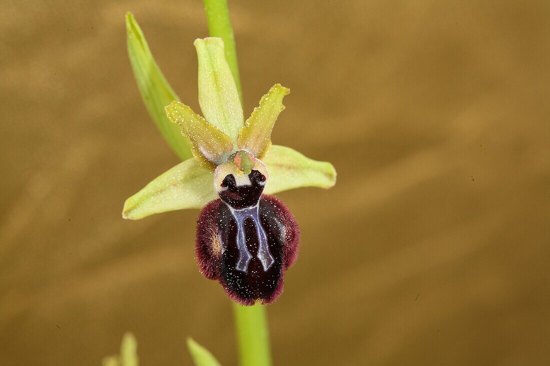 Spider orchid (Ophrys incubacea), Majorca, Balearic Islands, Spain.
