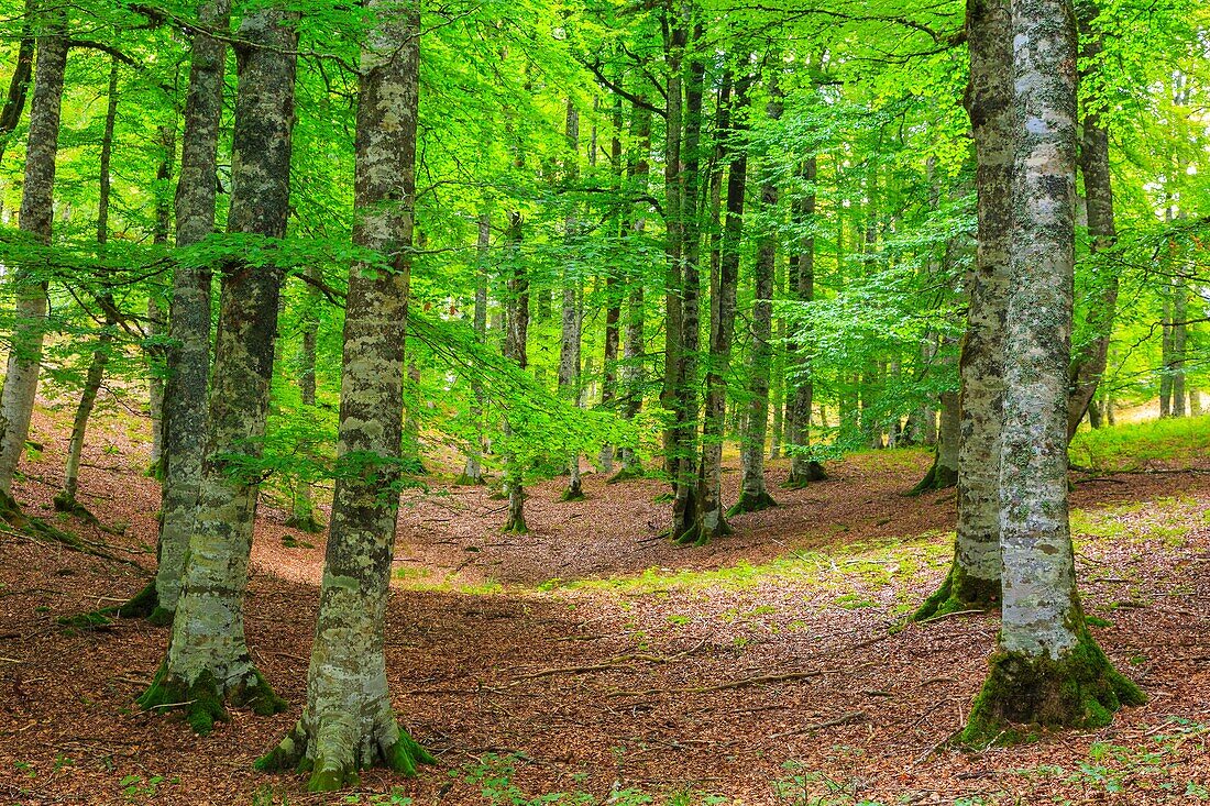 Beechwood. Otsaportillo route. Urbasa-Andia Natural Park. Navarre, Spain, Europe.