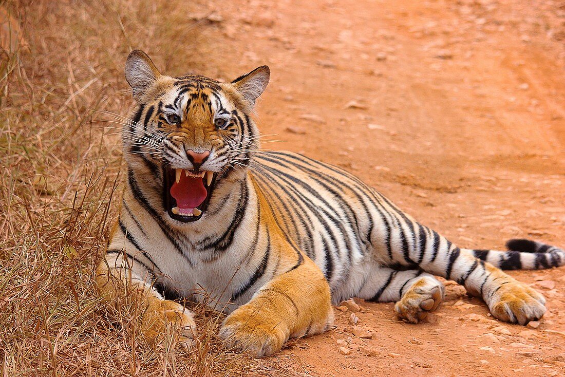 Tiger- Chandi female cub, Panthera tigris, Umred-Karhandla Sanctuary, Maharashtra, India.