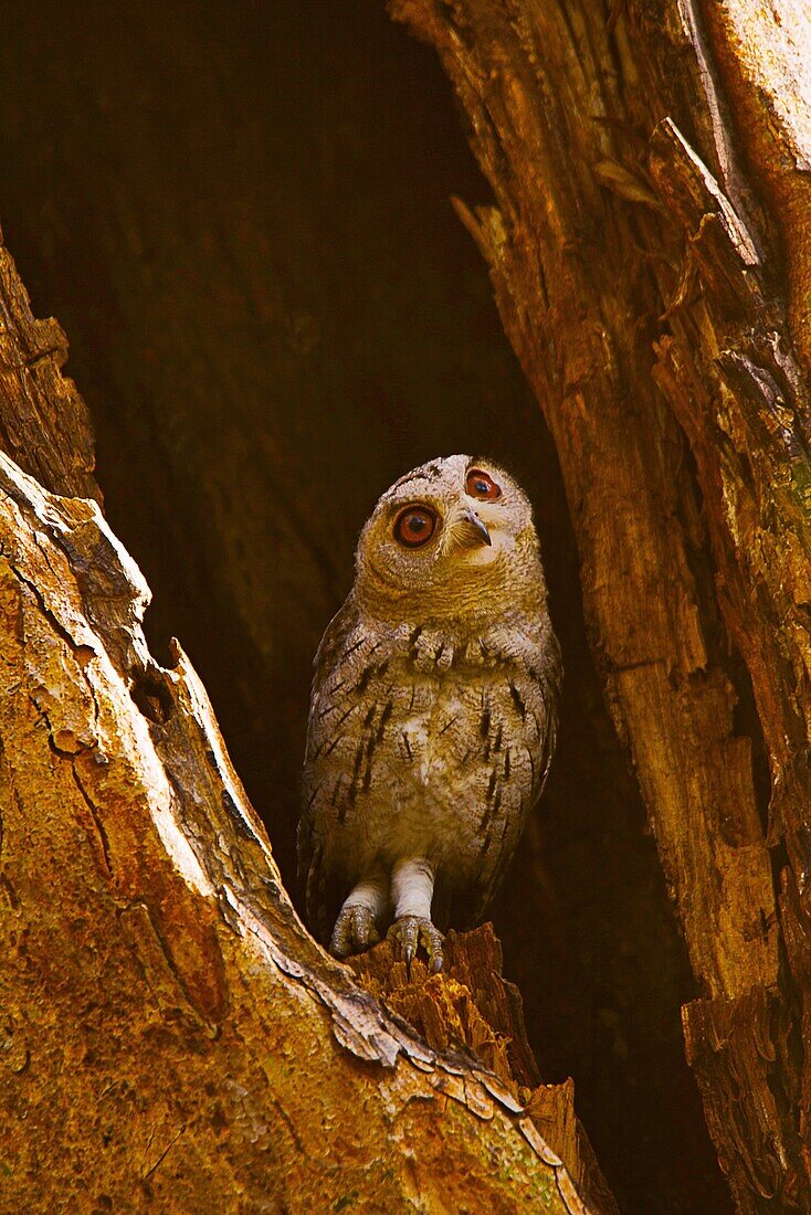 Indian Scops Owl, Otus bakkamoena, Ranthambhore Tiger Reserve, Rajasthan, India.