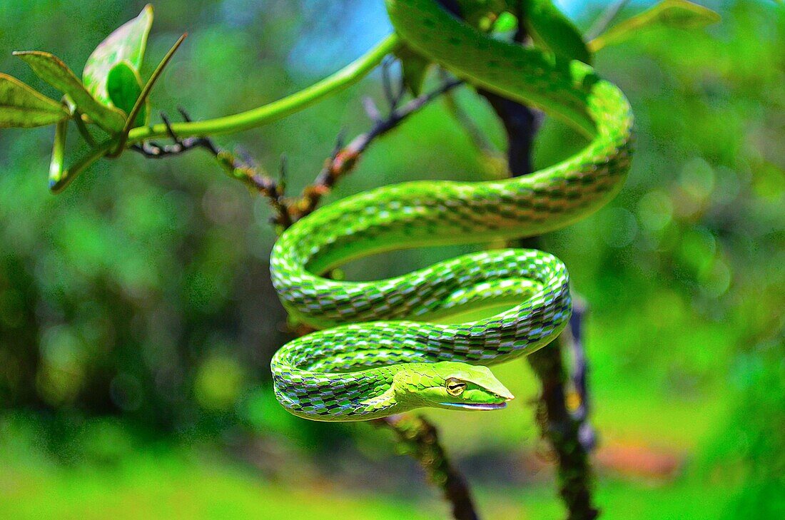 Green Vine Snake, Ahaetulla nasuta, Dudhsagar, Goa, India.