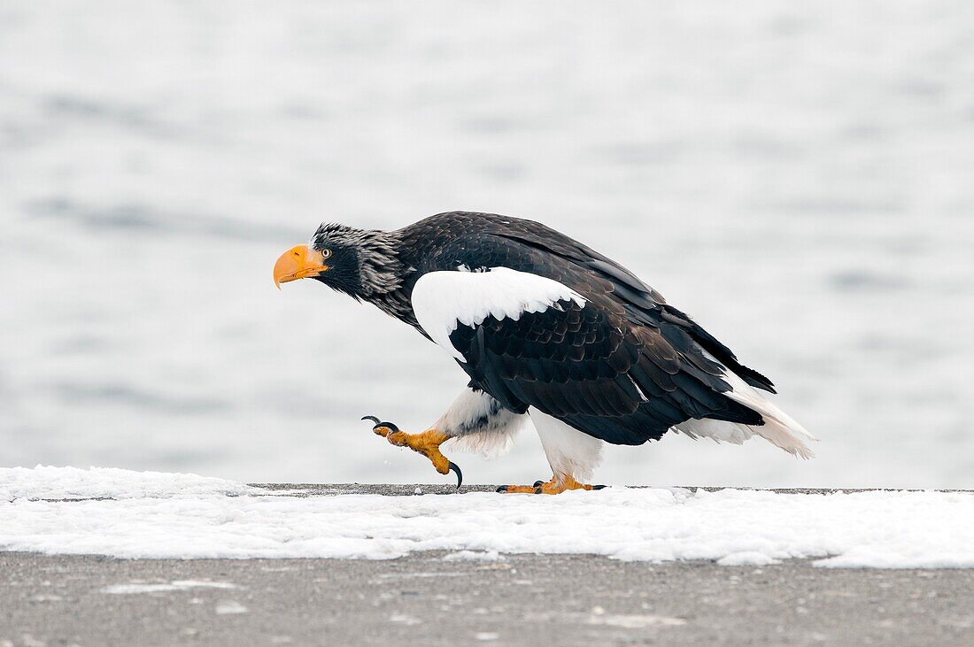 Steller's sea eagle (Haliaeetus pelagicus), Japan.