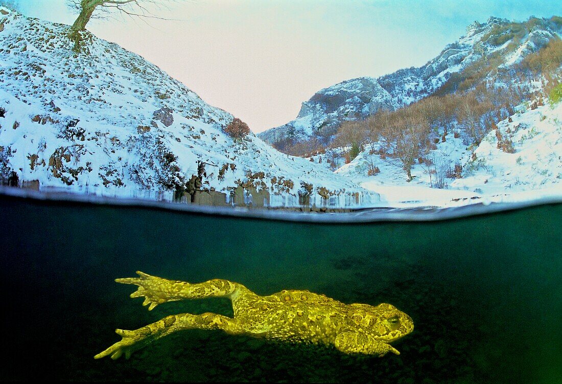 Common midwife toad. Nurse frog (Alytes obstetricans). Rio Braña. Los Collainos. La Raya. Puerto de San Isidro. Asturias. Spain. Europe.