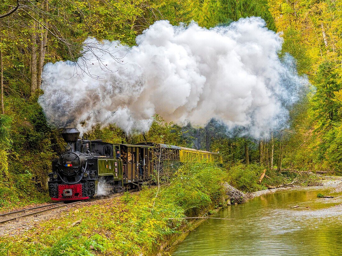 Carpathian Forest Steam Train. Romania.