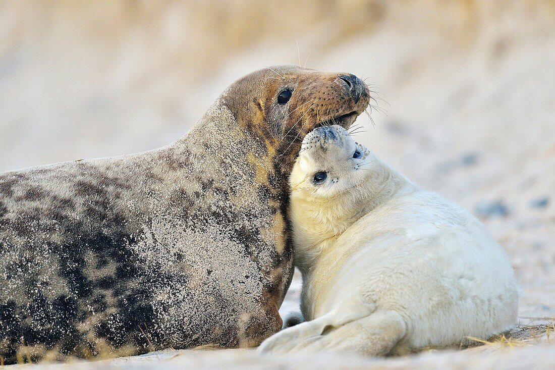 Grey Seal, Halichoerus grypus, Female wih Pup, Helgoland, Dune, North Sea, Island, Schleswig-Holstein, Germany.