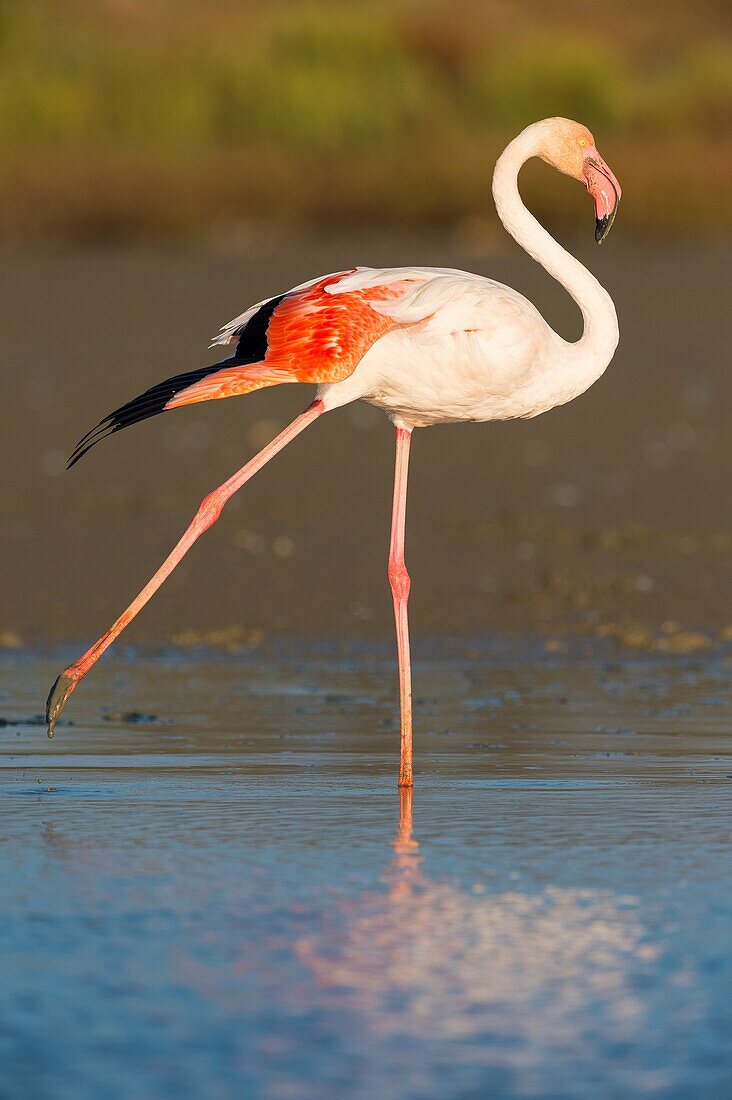 European Flamingo, Great Flamingo, Phoenicopterus roseus, Saintes-Maries-de-la-Mer, Parc naturel régional de Camargue, Languedoc Roussillon, France.