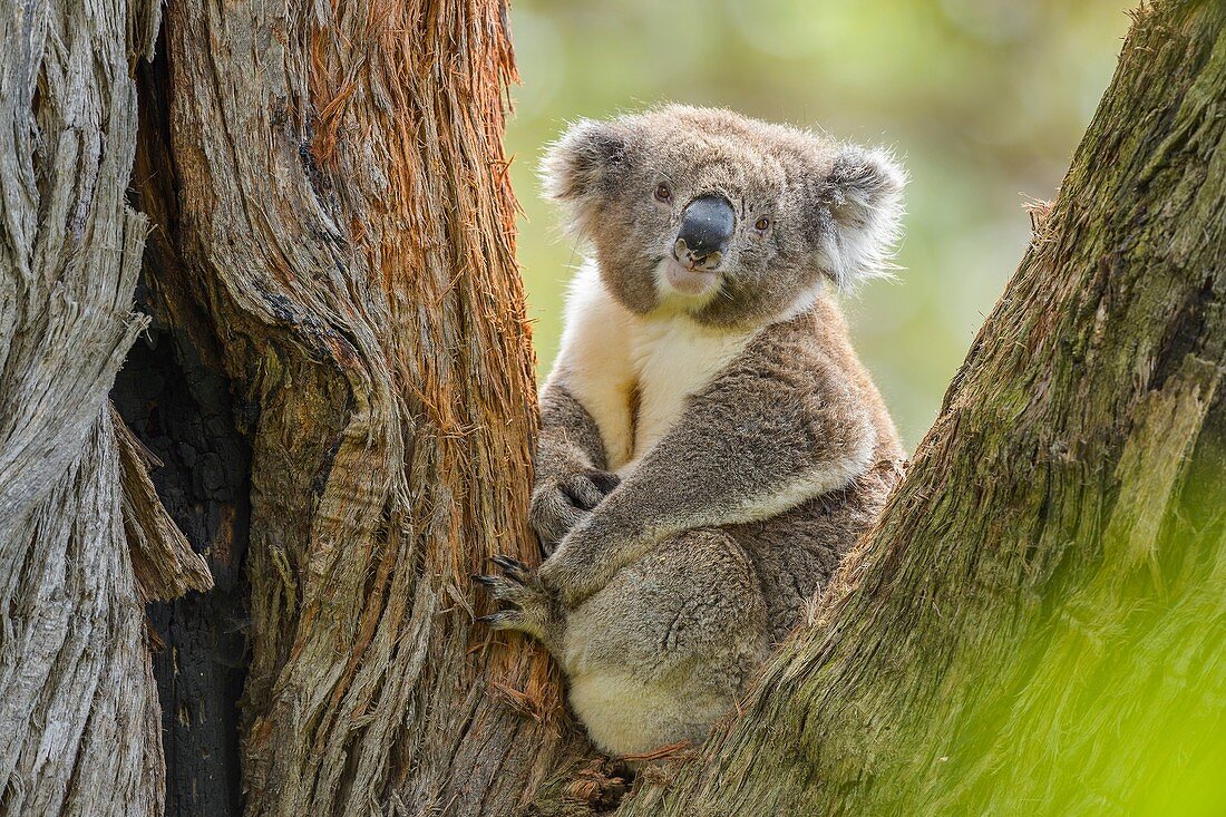 Koala, Phascolarctos cinereus, Sitting in Tree, Victoria, Australia.