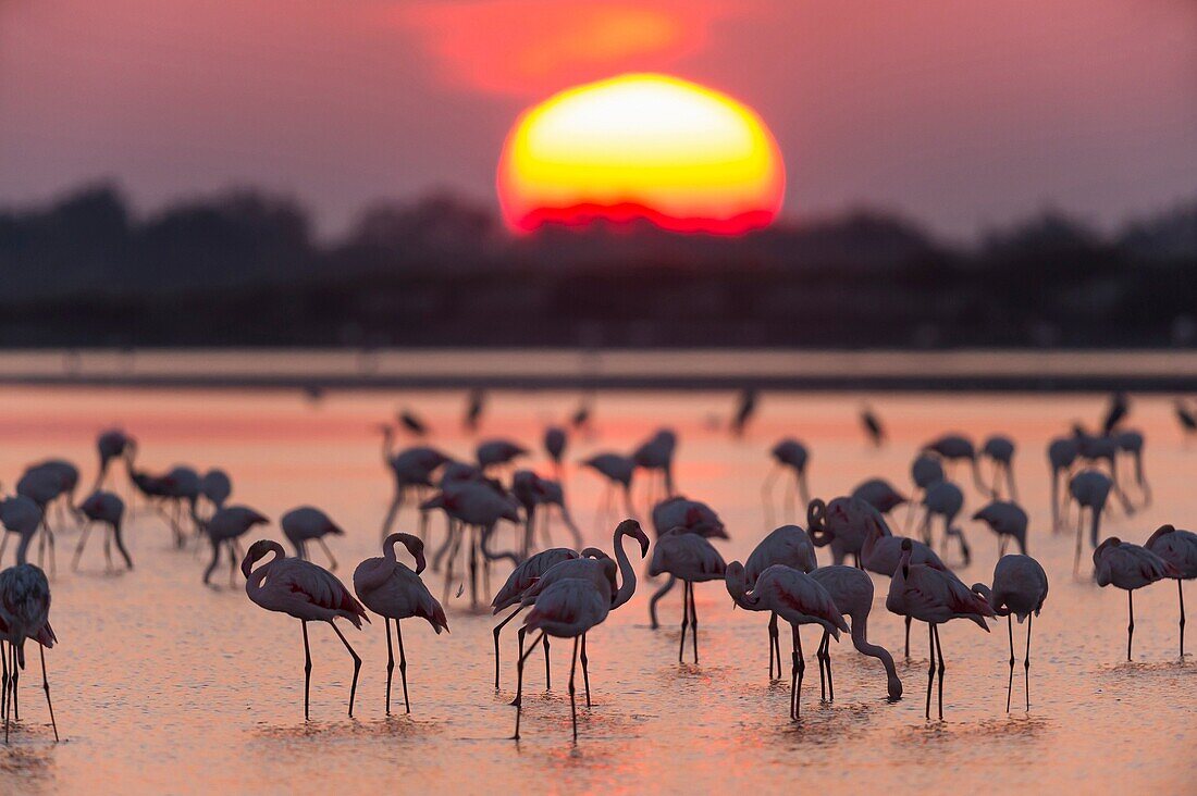 European Flamingo, Great Flamingo, Phoenicopterus roseus, at Sunrise, Saintes-Maries-de-la-Mer, Parc naturel régional de Camargue, Languedoc Roussillon, France.